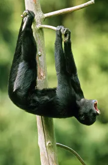 Ateles: Black Spider MONKEY - Male howling