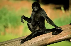 Anthropomorphic: Black Spider Monkey - male sunbathing