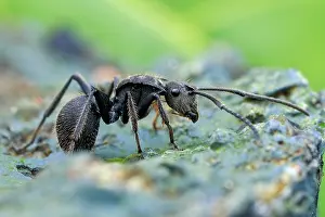 Vespoidea: Black spiny ant (Polyrhachis sp.)