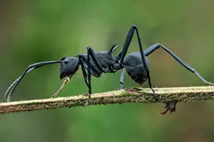Aculeata: Black spiny ant (Polyrhachis sp.) on a small branch