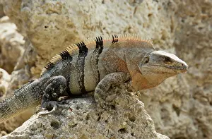 Similis: Black Spiny-tailed / Black Iguana / Black Ctenosaur