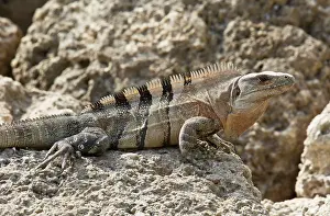Similis: Black Spiny-tailed / Black Iguana / Black Ctenosaur