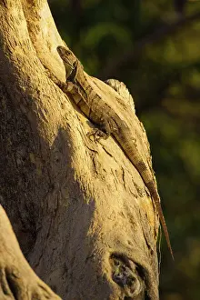 Ensenada: Black or Spiny-tailed Iguana