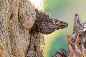 Ensenada: Black or Spiny-tailed Iguana