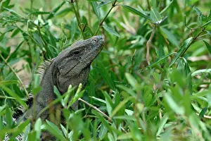 Quintana: Black spiny-tailed iguana (Ctenosaura similis) in