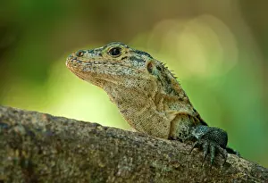 Similis: Black spiny-tailed iguana (Ctenosaura similis)