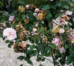 Albertine: Black spot infection on rose