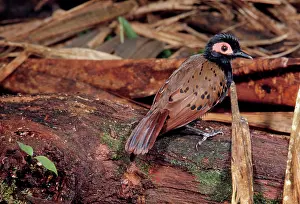 John Dunning: Black-spotted Bare-eye
