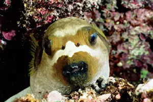 Arothron: Black-spotted or Dog-faced pufferfish asleep