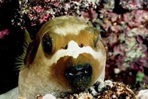 Arothron: Black-spotted (Dog-faced) pufferfish asleep on