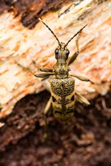 Ireland: Black-spotted longhorn beetle, Rhagium mordax, on