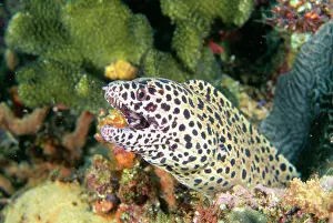 Tessellata: Black-spotted Moray EEL