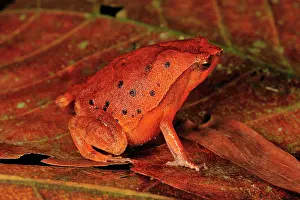 Black-spotted Narrow-Mouthed Frog