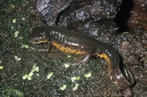 Salamandridae: Black-spotted Newt