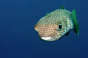 Porcupinefish: Black-spotted Porcupinefish