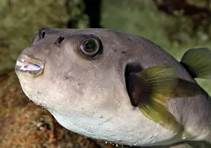 Arothron: Black Spotted Puffer, coastal reefs and shallow