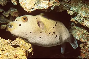 Ken Lucas: BLACK-SPOTTED PUFFER FISH