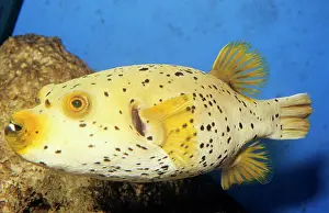 Arothron: Black-spotted PUFFERFISH - side view