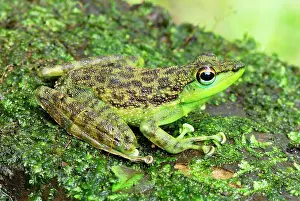 Natator: Black-spotted Rock Frog