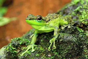 Natator: Black-spotted Rock Frog