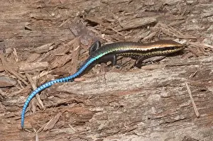 Skink: Black-spotted skink