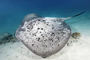 Similan: Black spotted stingray (Taeniura meyeni) swimming