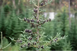 Cones: Black Spruce Tree - showing cones