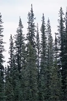 Lisa Svedberg: BLACK SPRUCE TREES
