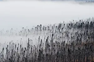 Peter Mather: Black Spruce Trees dead from forest fire covered