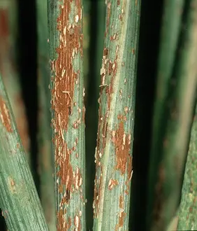 Diseased: Black stem rust