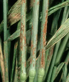 Diseased: Black stem rust on Wheat