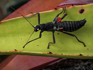 Posed: Black Stick Insect (Peruphasma schultei), Cordil