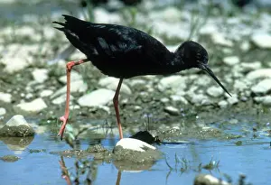 Novaeseelandiae: Black Stilt
