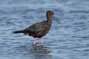 Stilt: Black Stilt - Endangered New Zealand endemic - Ashley
