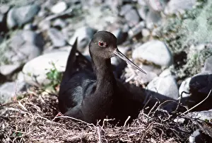 Stilt: BLACK STILT - sits on nest