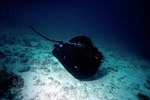 Sting: Black Stingray / Cowtail ray