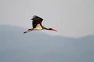 Kalloni: Black Stork