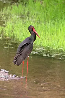 Lesbos: Black Stork
