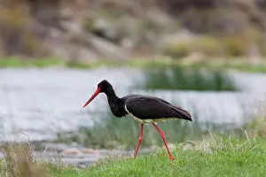 Ciconiidae: Black Stork