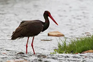 Ciconiidae: Black Stork
