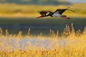 Greece: Black Stork (Ciconia nigra) flying, Greece