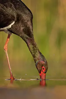 Hungary: Black stork (Ciconia nigra) head portrait, foraging