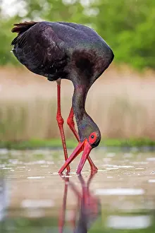 Kiskunsg: Black stork (Ciconia nigra) Old bird foraging, fishing