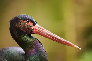 Storks: Black stork (Ciconia nigra), portrait