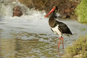 Scrub: Black Stork (Ciconia nigra) resting