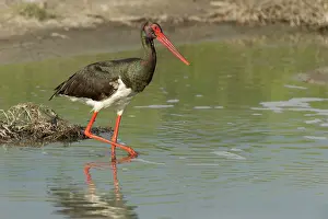 Scrub: Black Stork (Ciconia nigra) walking