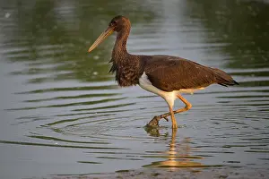 Nigra: Black stork (Ciconia nigra), young bird, Mecklenburg-Western