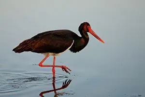 Lagoons: Black Stork - feeding in shallow lagoon - on spring