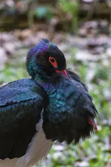 Ciconia: Black Stork - portrait of male resting, Bavarian