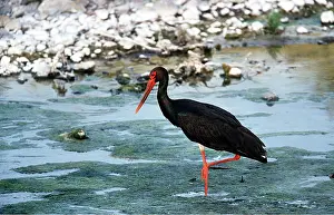 Storks: Black STORK - in river
